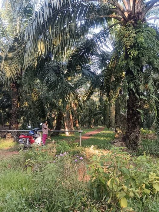 Tanah sawit 3.5 ekar