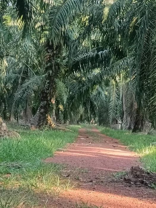 Tanah sawit 3.5 ekar