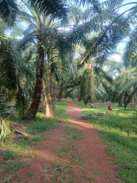 Tanah sawit 3.5 ekar