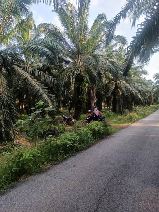 Tanah sawit 3.5 ekar