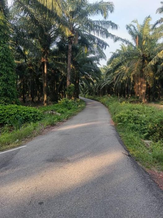 Tanah sawit 3.5 ekar
