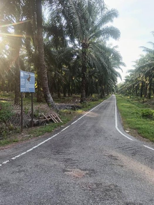Tanah sawit 3.5 ekar