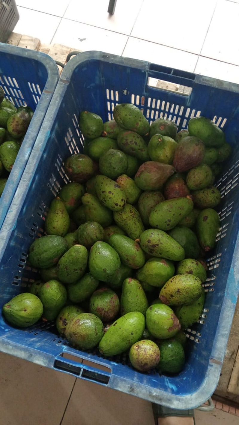 Avocado