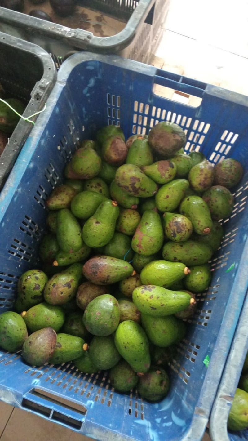 Avocado