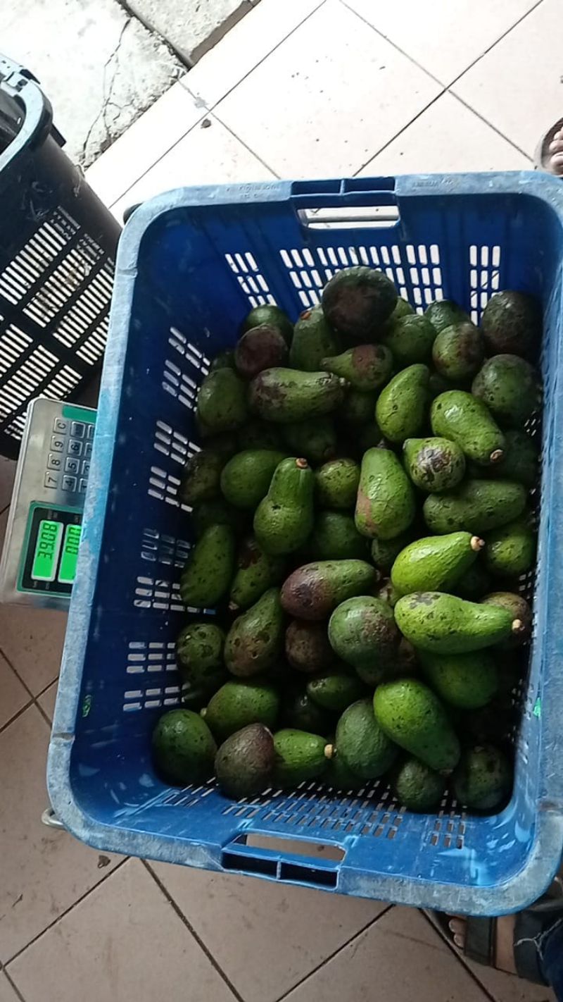 Avocado