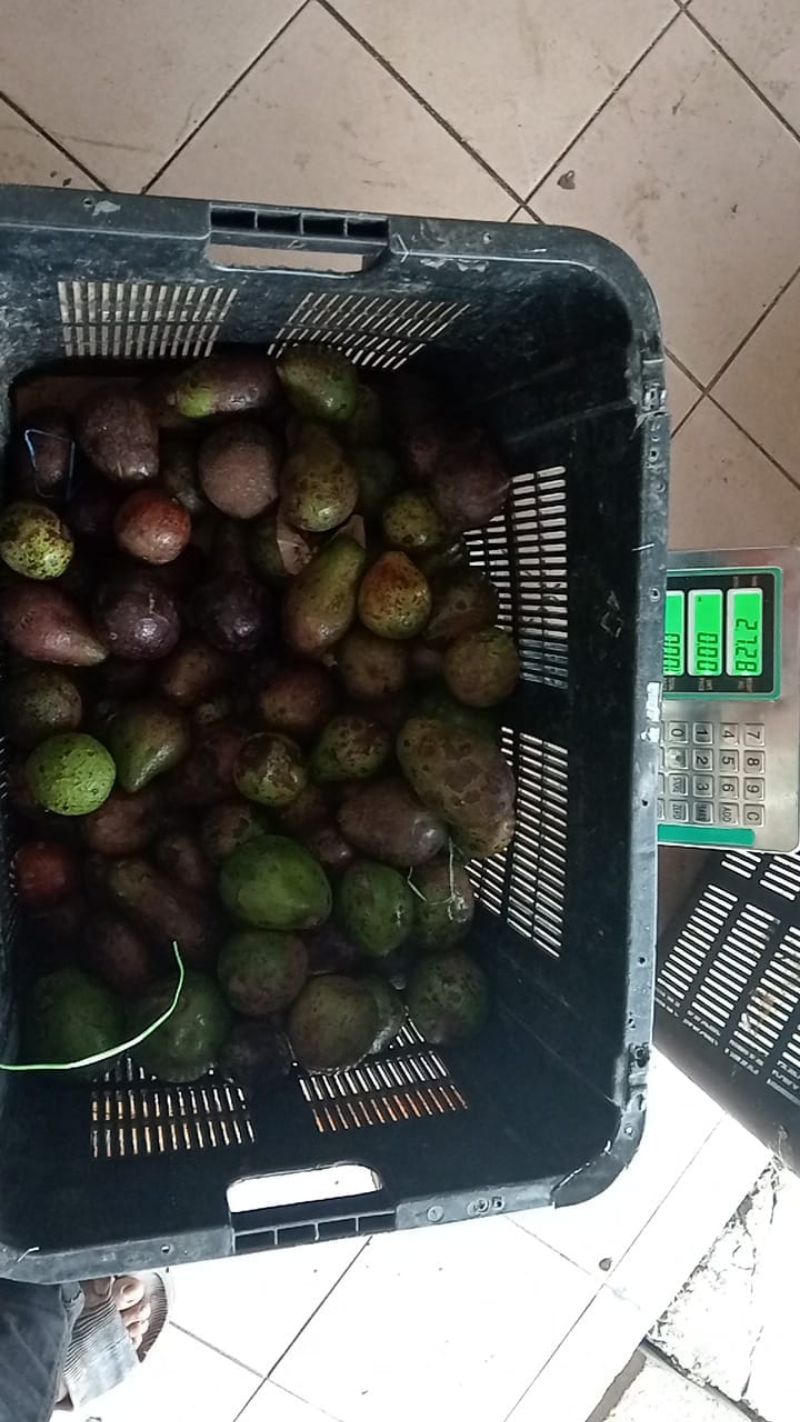 Avocado