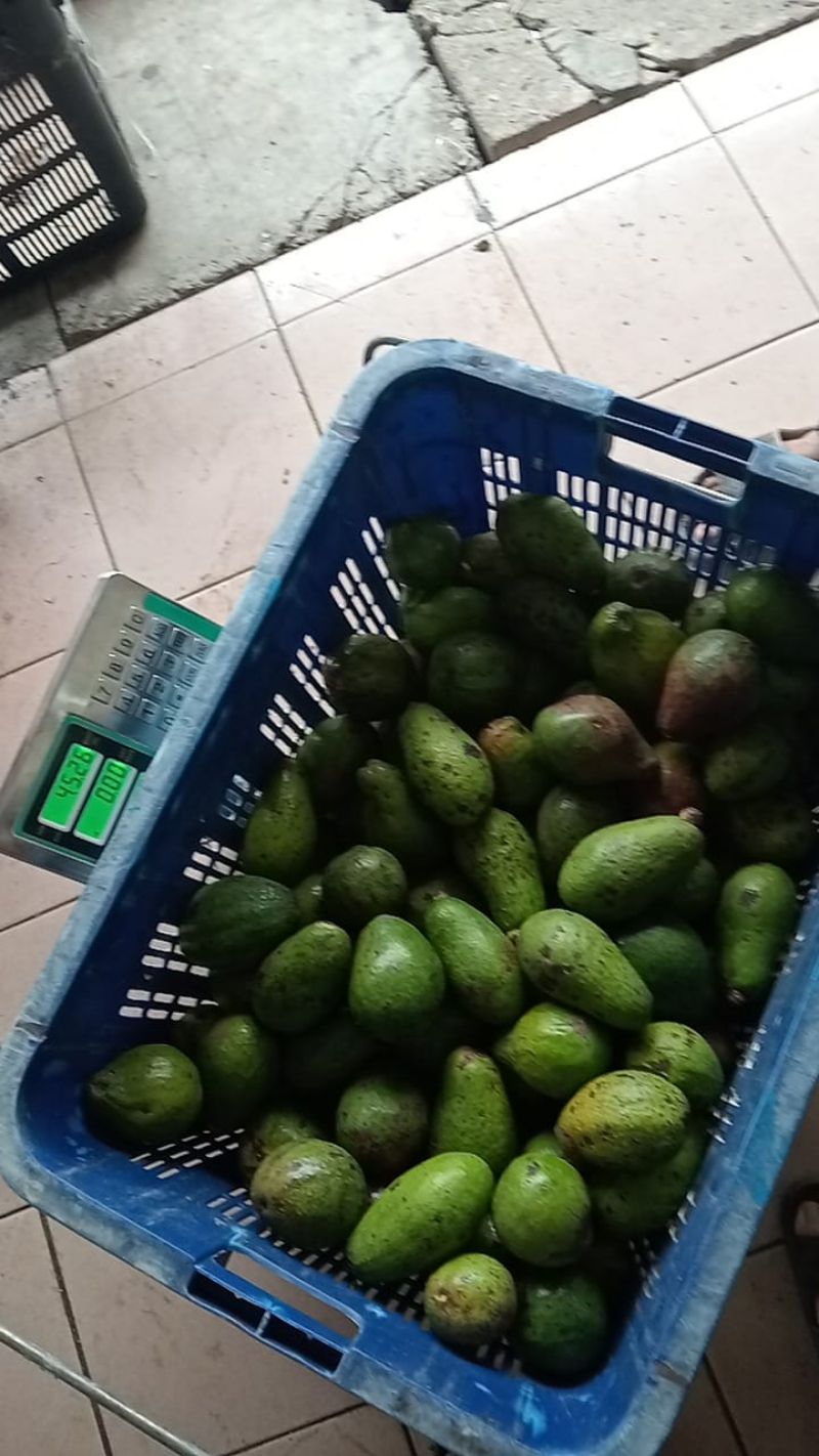 Avocado