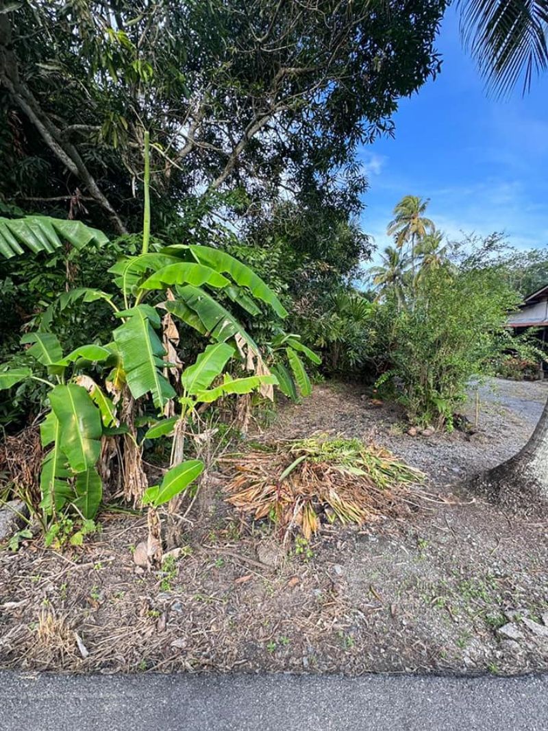 Tanah bendang sesuai untuk tapak rumah