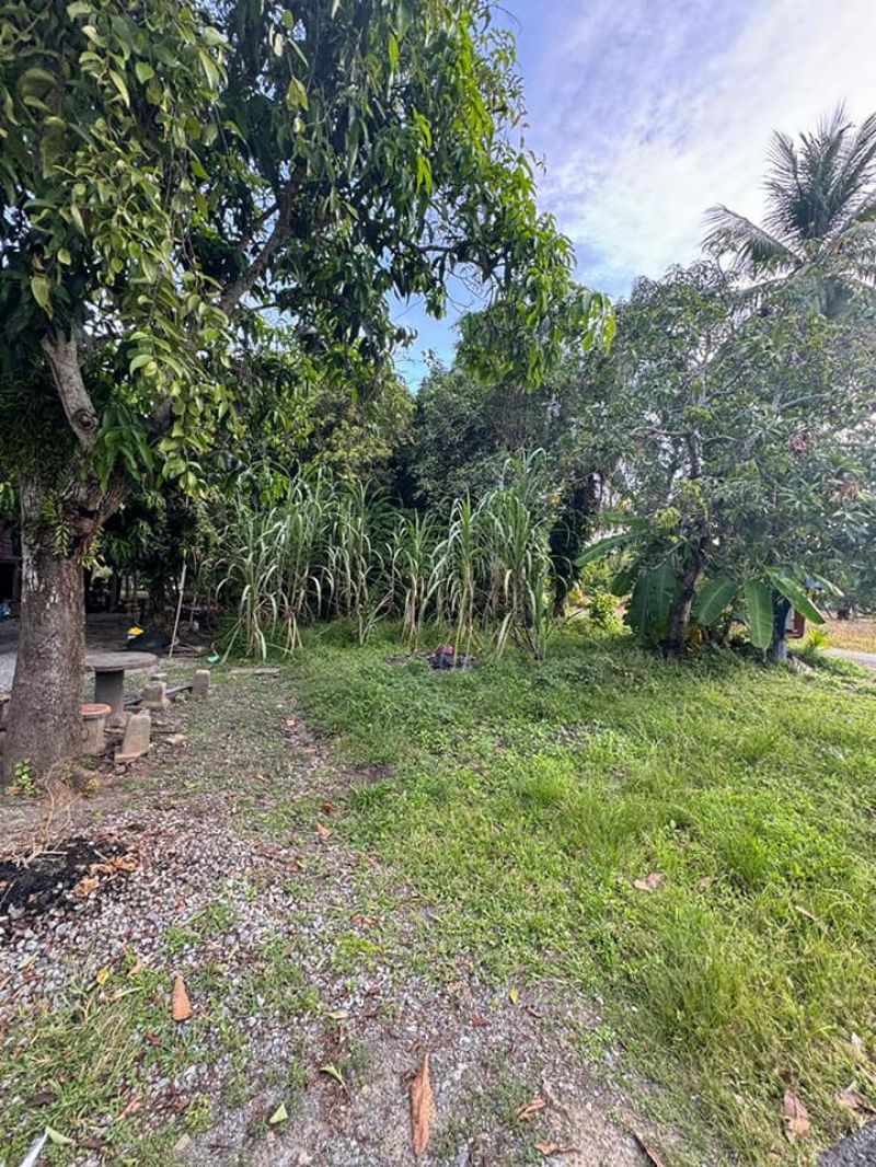 Tanah bendang sesuai untuk tapak rumah