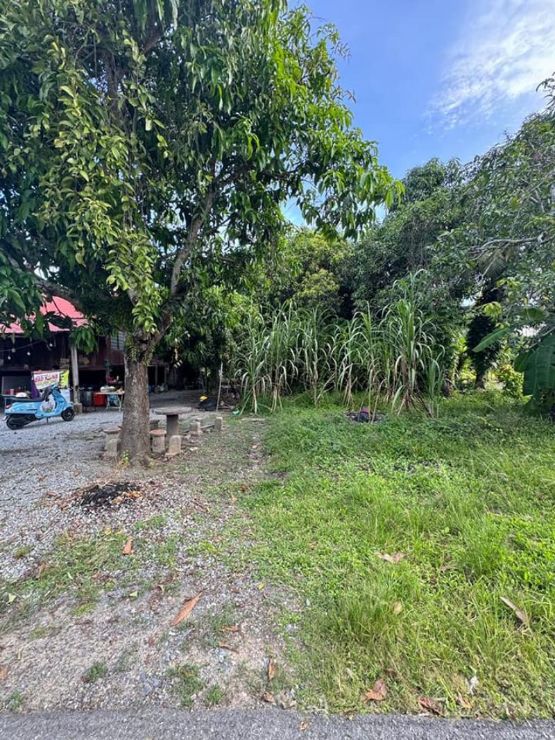 Tanah bendang sesuai untuk tapak rumah