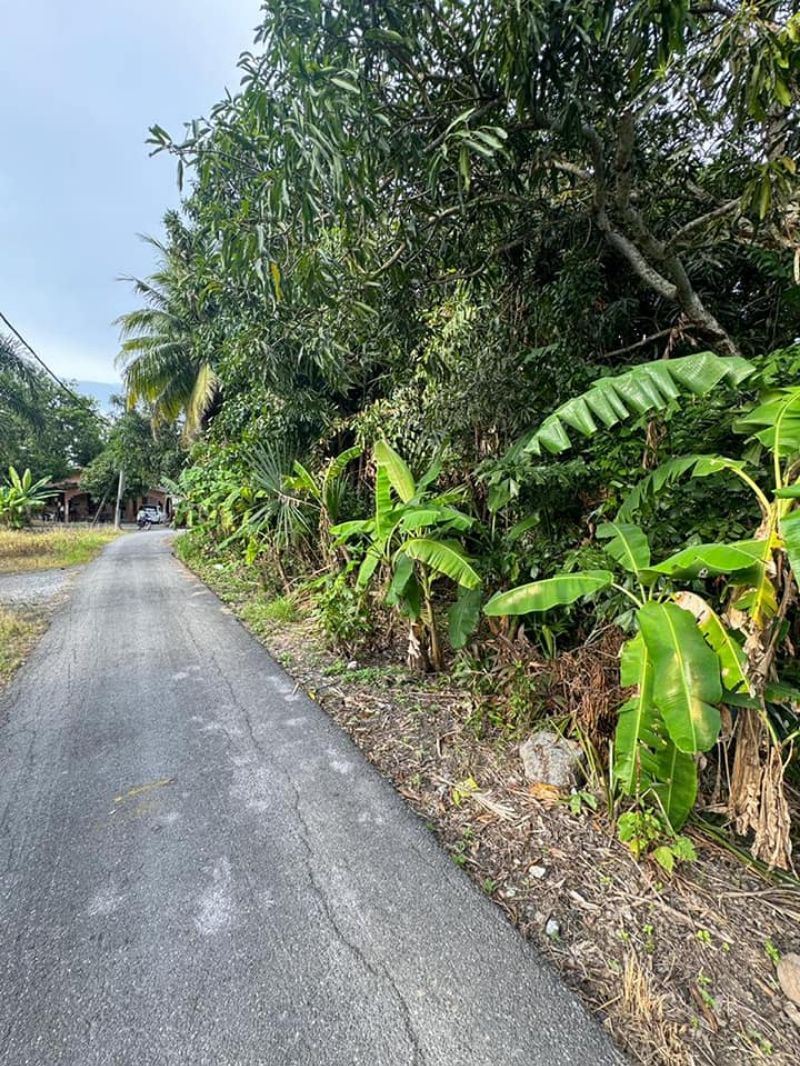 Tanah bendang sesuai untuk tapak rumah